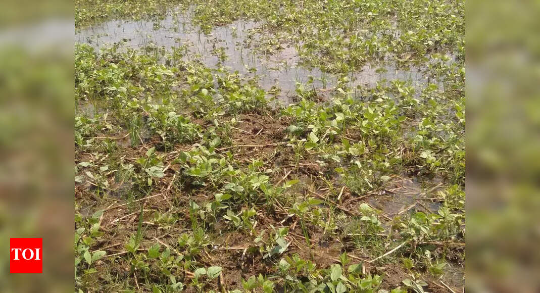 Unseasonal rain damages crops on 11,318 hectares in North Maharashtra ...