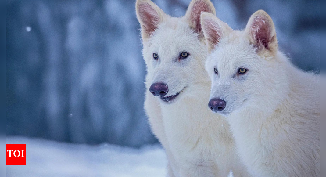 Dire wolves, a species not seen on Earth in 12,000 years, resurrected