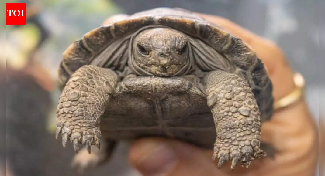 A 100-year-old tortoise becomes a first-time mother, offering hope for ...