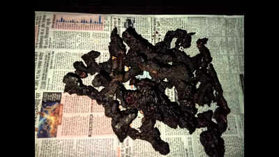 Anti-poaching team nabs poachers, seizes wildlife parts