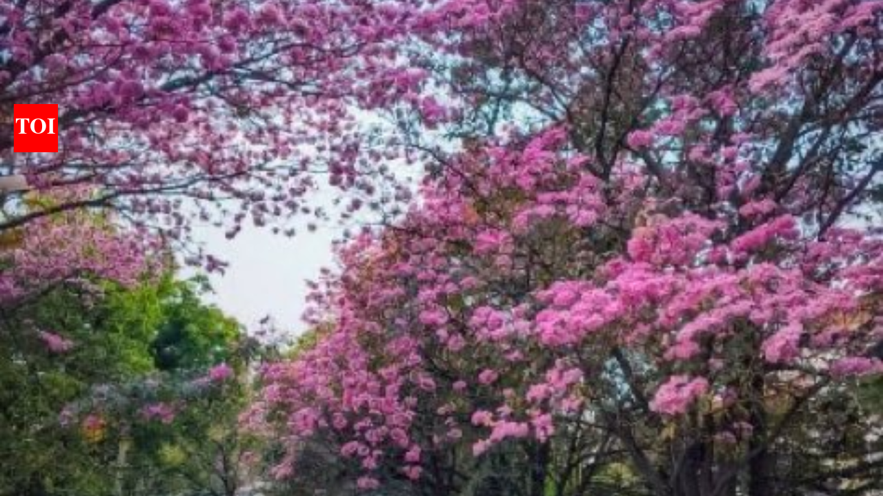 Pink Trees In Bangalore