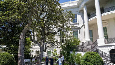 Trump says ‘We have a beautiful tree now at the White House’ as he plants new mangolia sapling