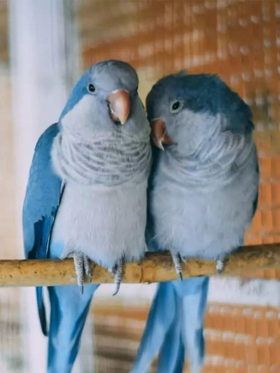Trainable pet birds loved by many | Times of India