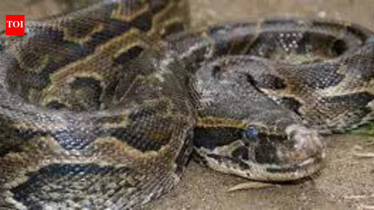 Rock python rescued from Aruvimalai, released in forest | Madurai News ...