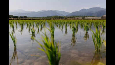 Farmers, experts question environmental benefits of hybrid paddy ban