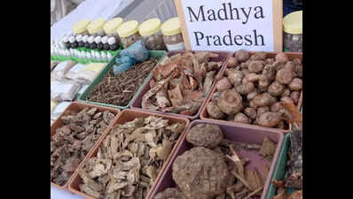 Traditional herbal medicines of Jhabua to be documented