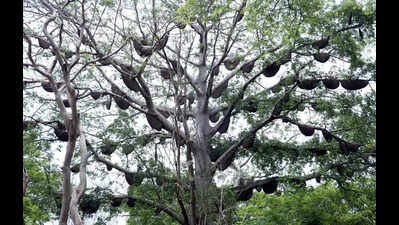 Colony of over 100 honeycombs on a tree has Mirza Road buzzing