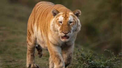 Rare golden tiger spotted in Kaziranga National Park – a once-in-a-lifetime sighting; key details