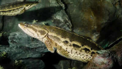 Can Snakehead Fish Kill Humans