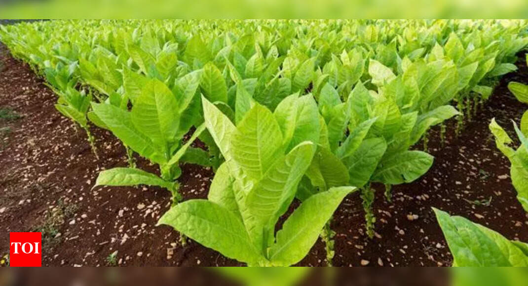 tobacco quick facts Fast Facts