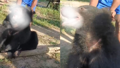 Villagers seen harassing bear trapped in wire snare in ...