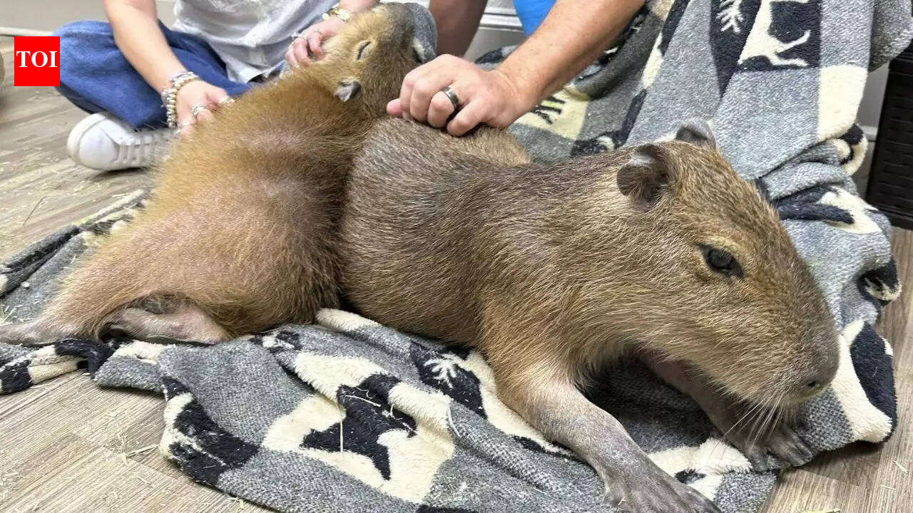 Inside Florida’s capybara cafe: Where big rodents, baby chicks and ...