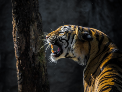 Maharashtra’s tiger tragedy: 23 deaths in 3 months prompt government action