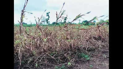 Telangana govt to provide Rs 10k per acre as aid for crop damage