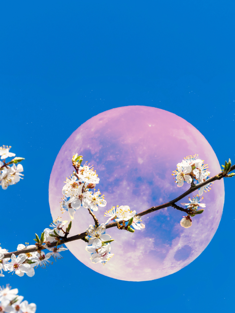 Stunning Pink Moon