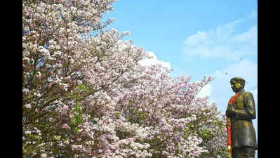 Flowers bloom as summer springs colours of joy across Bengaluru ...
