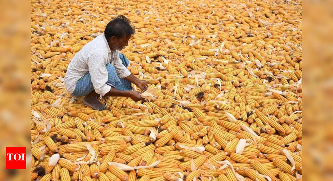 Agri univ launches five top maize hybrids for T farmers | Hyderabad ...