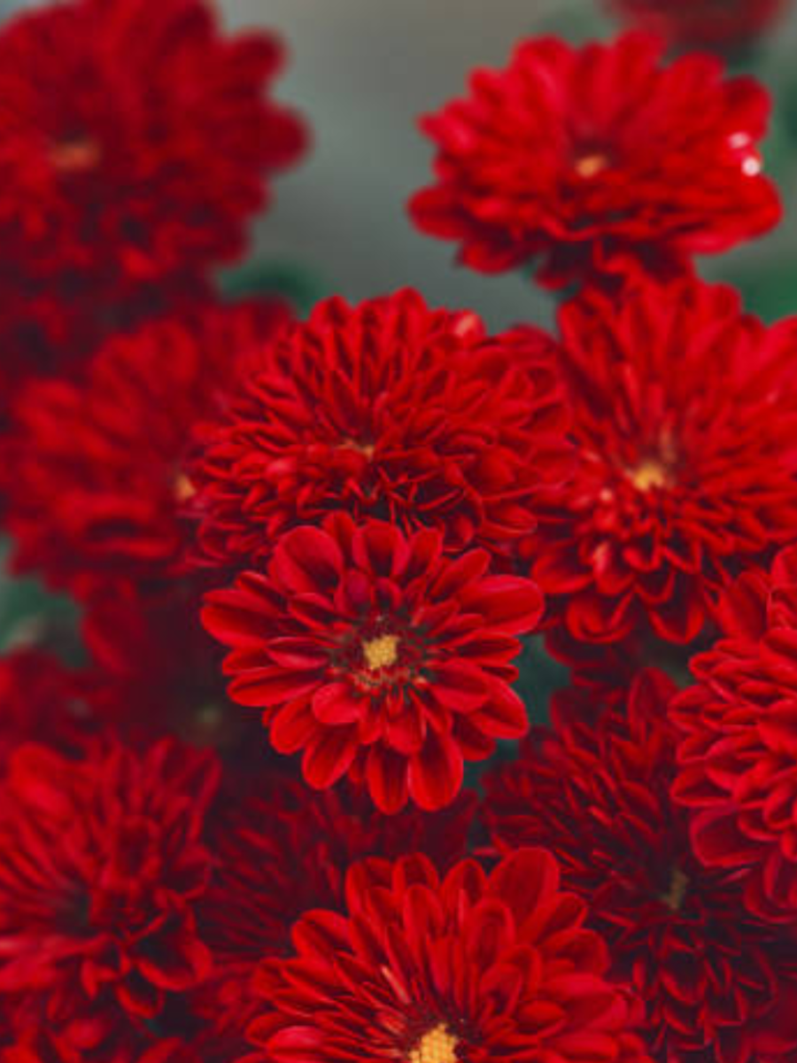 10 most beautiful red coloured flowers that grow in summer | Times of India