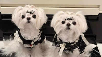 Chinese woman spends Rs 24 million to dress her dogs in fairytale outfits and designer accessories