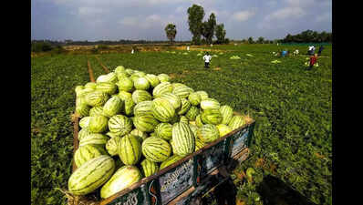 Bidar farmers thrive after opting for watermelon cultivation