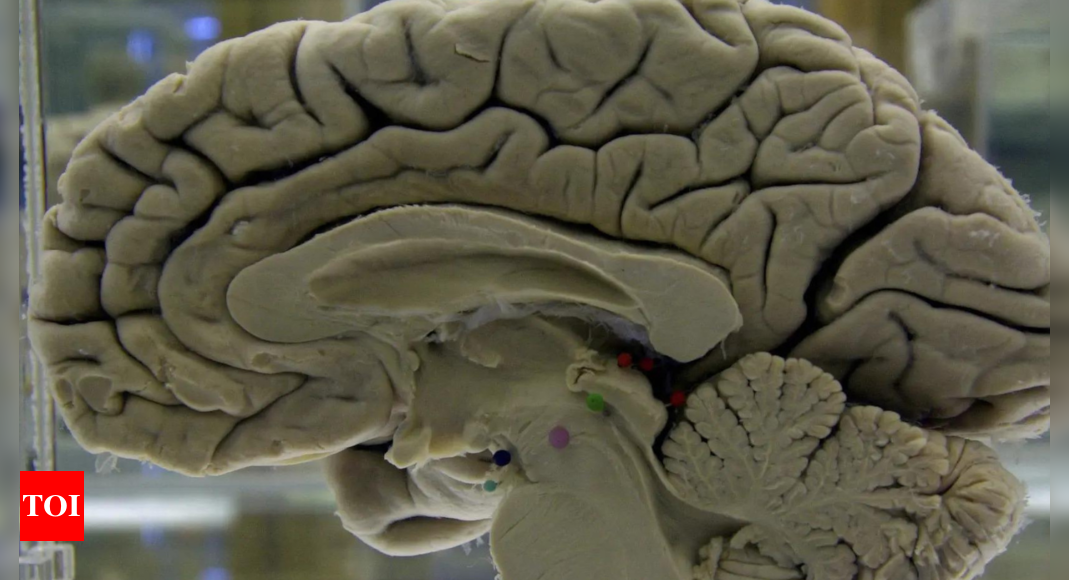 New study finds no evidence technology causes 'digital dementia' in older people