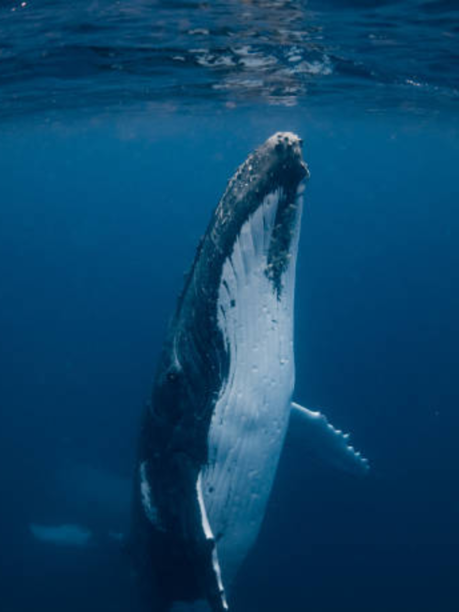 10 largest water animals and what makes them unique | Times of India