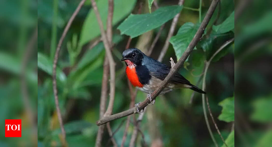 4-day Nababarsha birding: 500 species, 757 checklists | Kolkata News ...