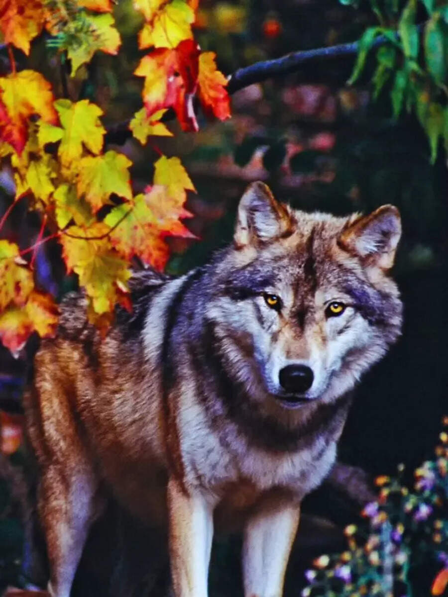 On a wolf trail: Top places for spotting wolves in India | Times of India