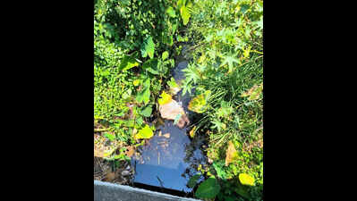 NGO bets big on vetiver to keep Coimbatore’s Sundapalayam stream clean