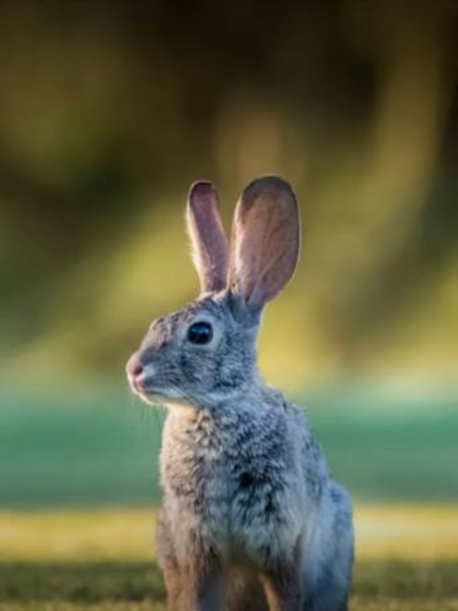 10 animals whose names begin with the letter R | Times of India