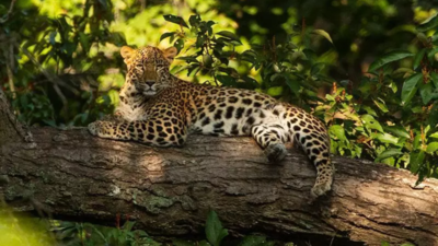'Fugitives with blood on their paws': Shunted out by cheetahs, leopards haunt Kuno border