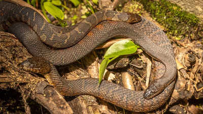 Watch: Massive Eastern Brown snakes fight for dominance in viral video