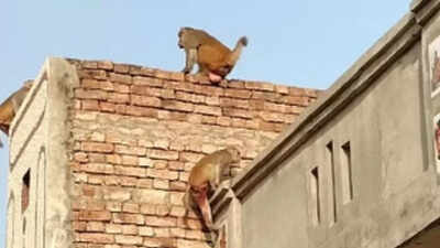 फतेहपुर: बंदरों के आतंक से दो भाई छत से गिरे, हालत गंभीर