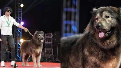 Enforcement Directorate says Bengaluru breeder S Sathish's Rs 50-crore wolfdog is a hoax