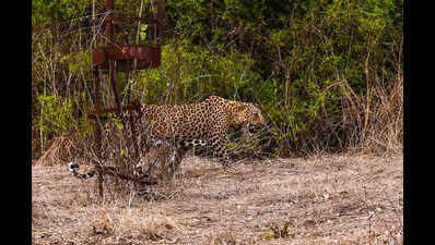 Leopard dies from ‘starvation’, link to attack on villager under lens ...
