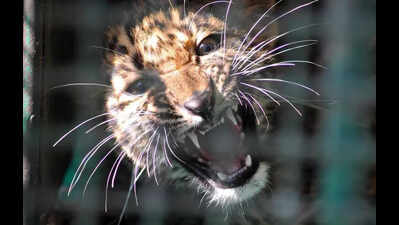 Leopard rescued from ICRISAT campus after week long search