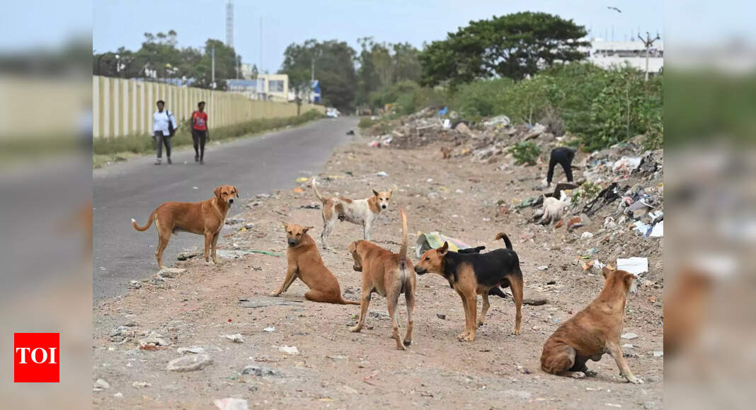20-month-old girl mauled to death by stray dogs in Ponda - The Times of ...