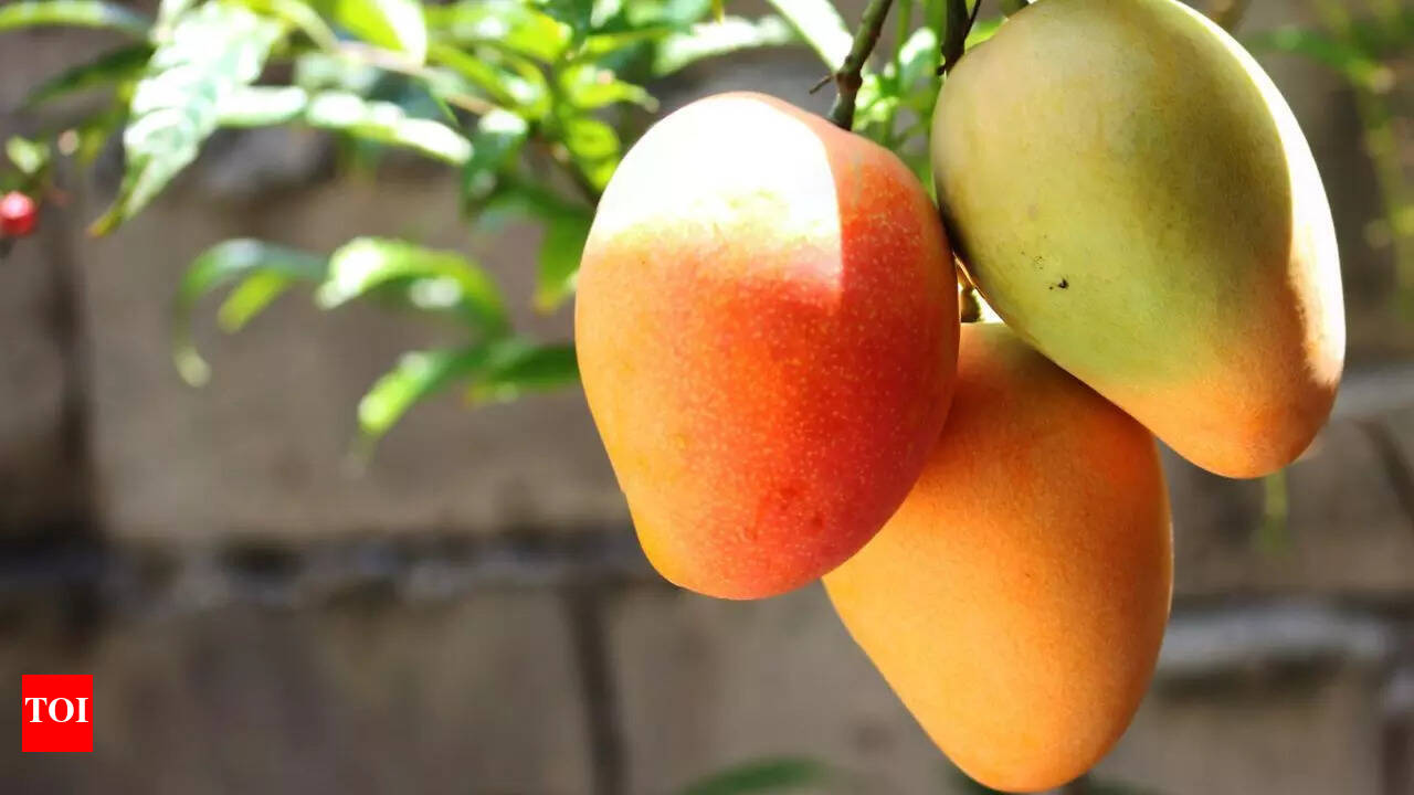 What Do Mangoes Look Like When Ripe