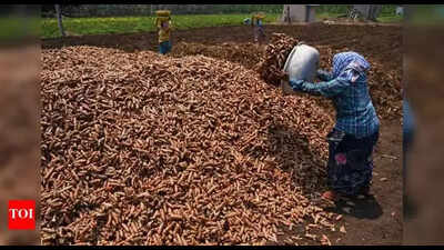 Turmeric farmers in Krishna delta celebrate record-high prices