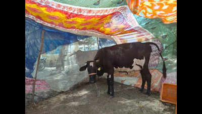 They're not sleeping': Nashik farmers put cows in mosquito nets to ...