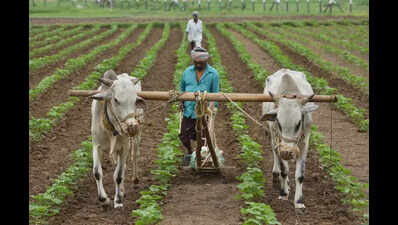 Punjab govt pushes for cotton, plans to bring 1.25 lakh hectares under crop this year