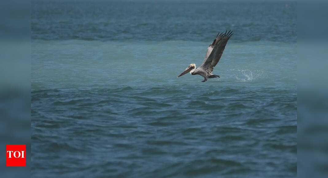 Everglades restoration would protect Florida Keys while scientists watch drought conditions
