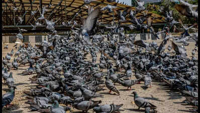 Breathing distress? It’s not just foul air, could be pigeon droppings too