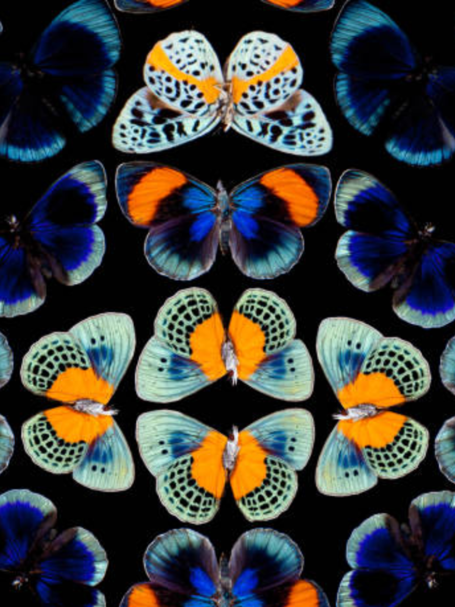 10 insects that are as colourful as birds | Times of India