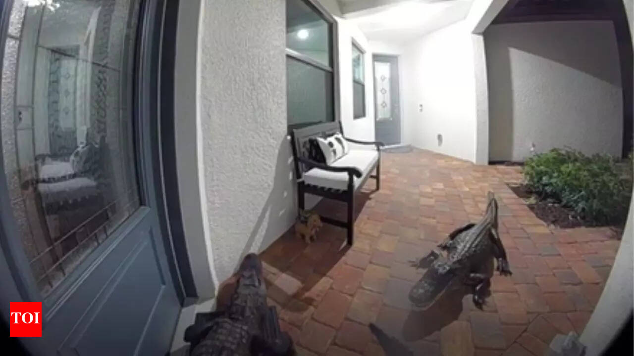 Surprise visit: Shocking video shows two alligators ringing the bell at a  Florida home! - The Times of India