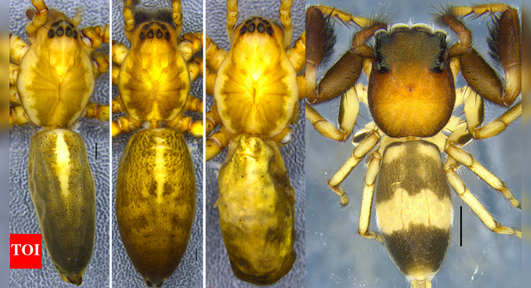 ZSI researchers discover 2 new spider species and 2 new national ...