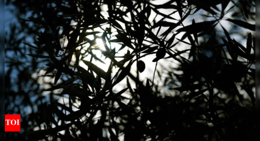 Tentative tree planting 'decades overdue' in sweltering Athens - The ...
