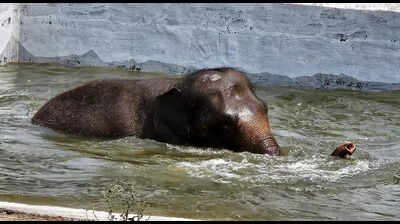 Electrolytes, fruit-rich diet, air coolers for zoo animals to beat ...