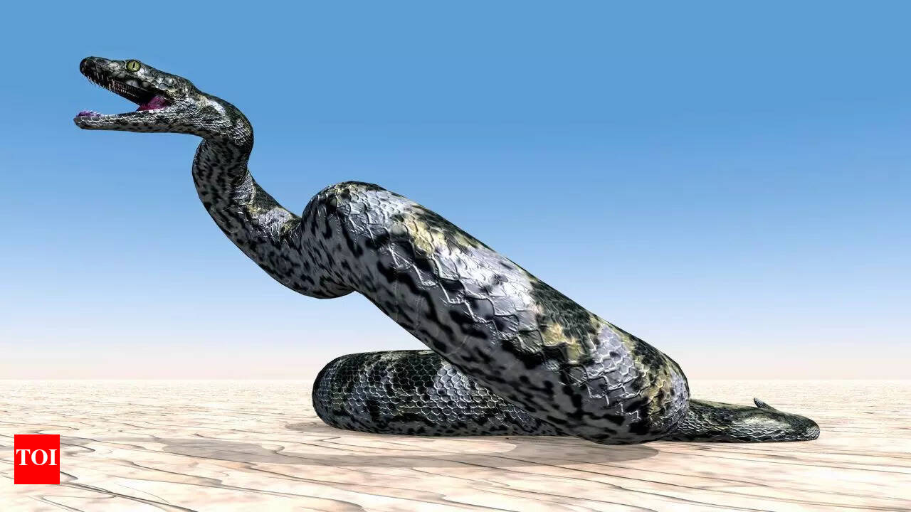 Massive 60 million year old snake that was found in Columbia had a