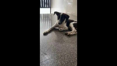 Bengaluru doctor accused of hurlingdog to death from terrace